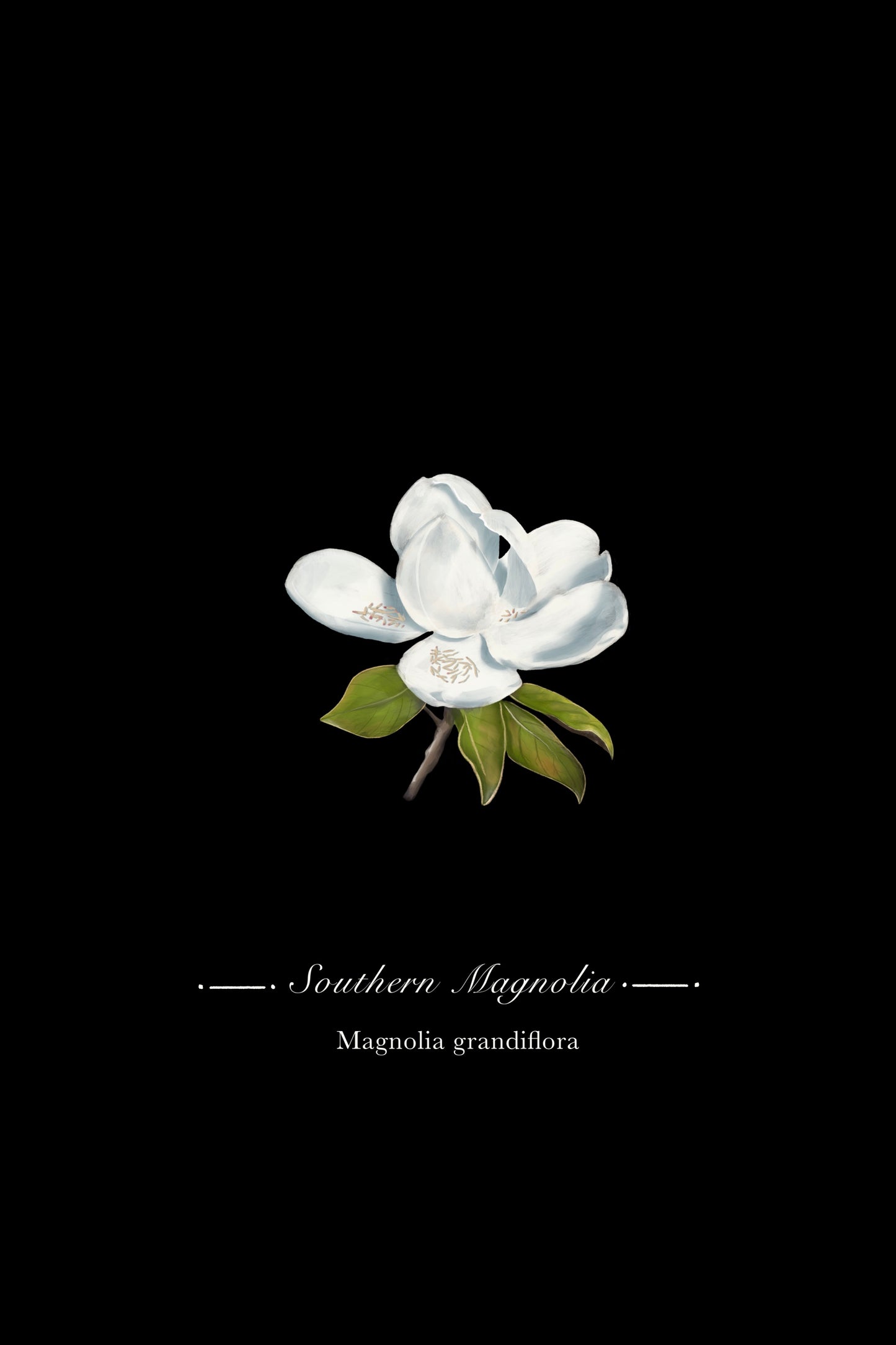 Magnolia Botanical Illustration