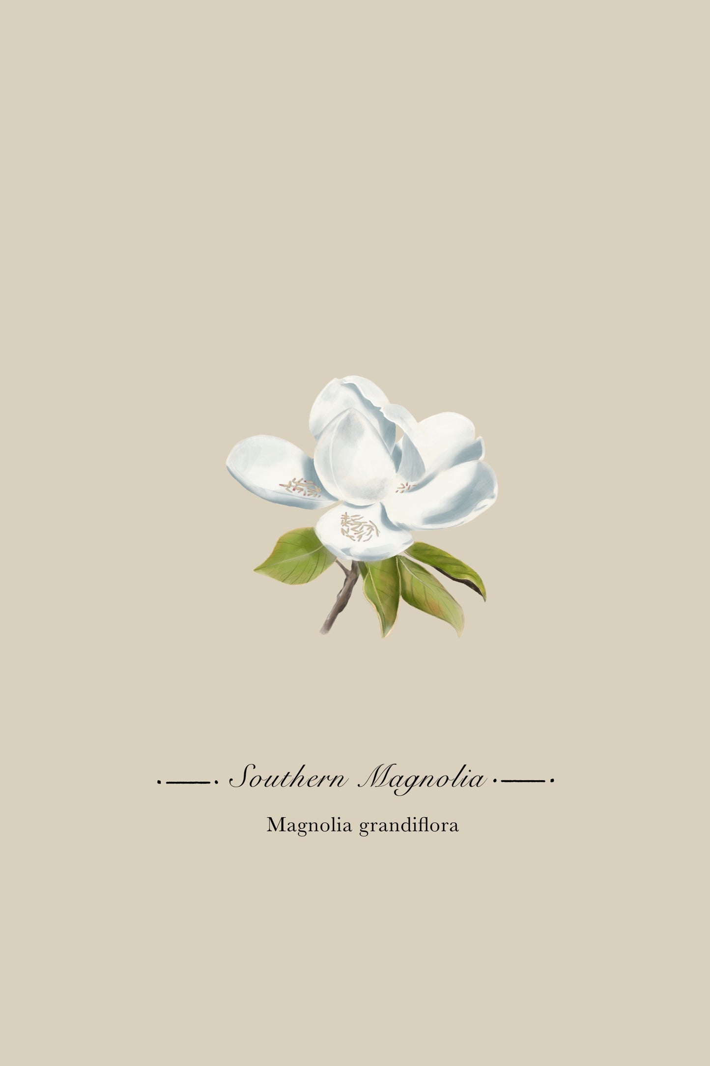 Magnolia Botanical Illustration