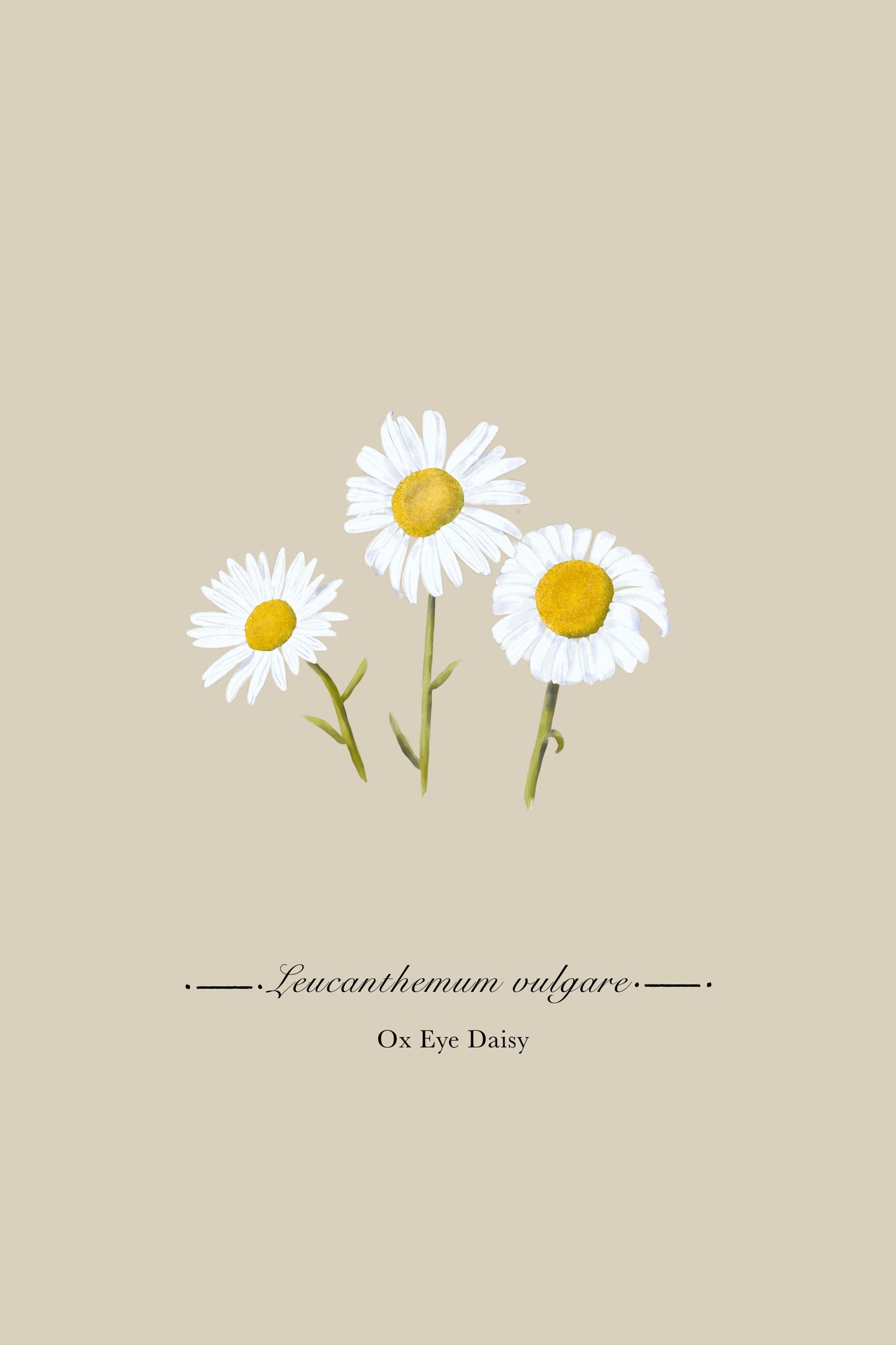 Ox Eye Daisy Botanical Illustration