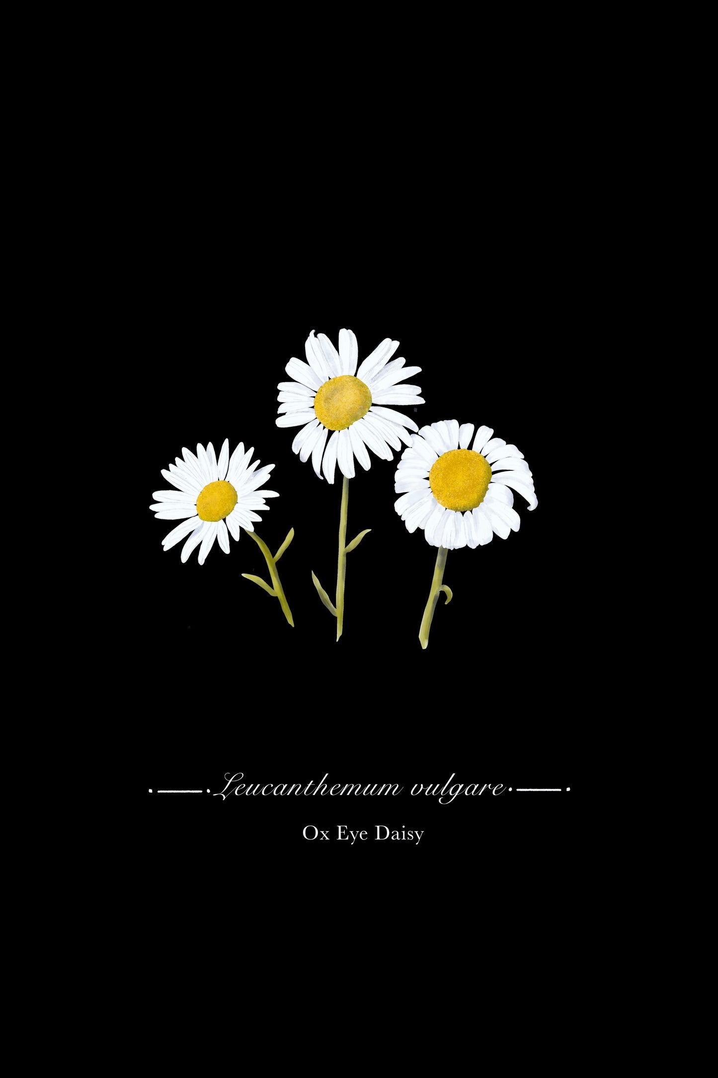 Ox Eye Daisy Botanical Illustration