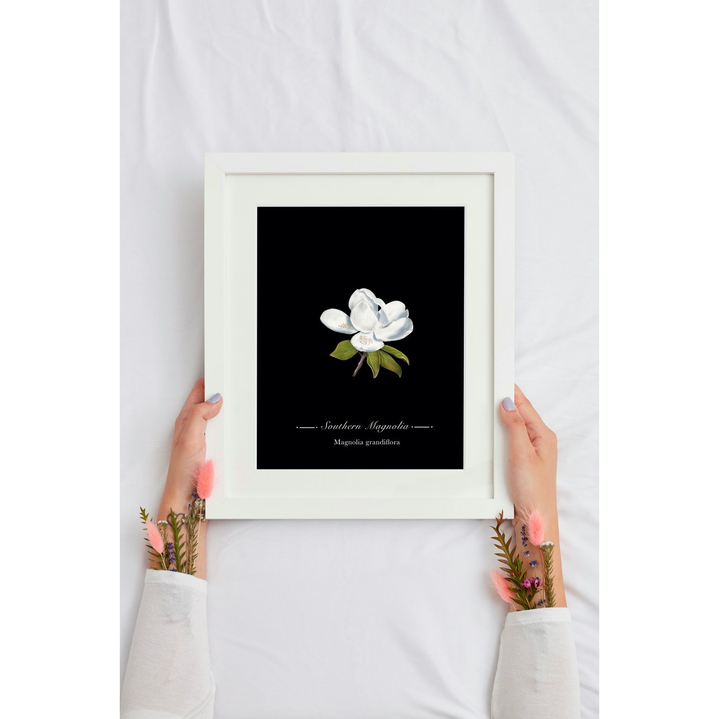 Magnolia Botanical Illustration