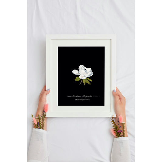 Magnolia Botanical Illustration