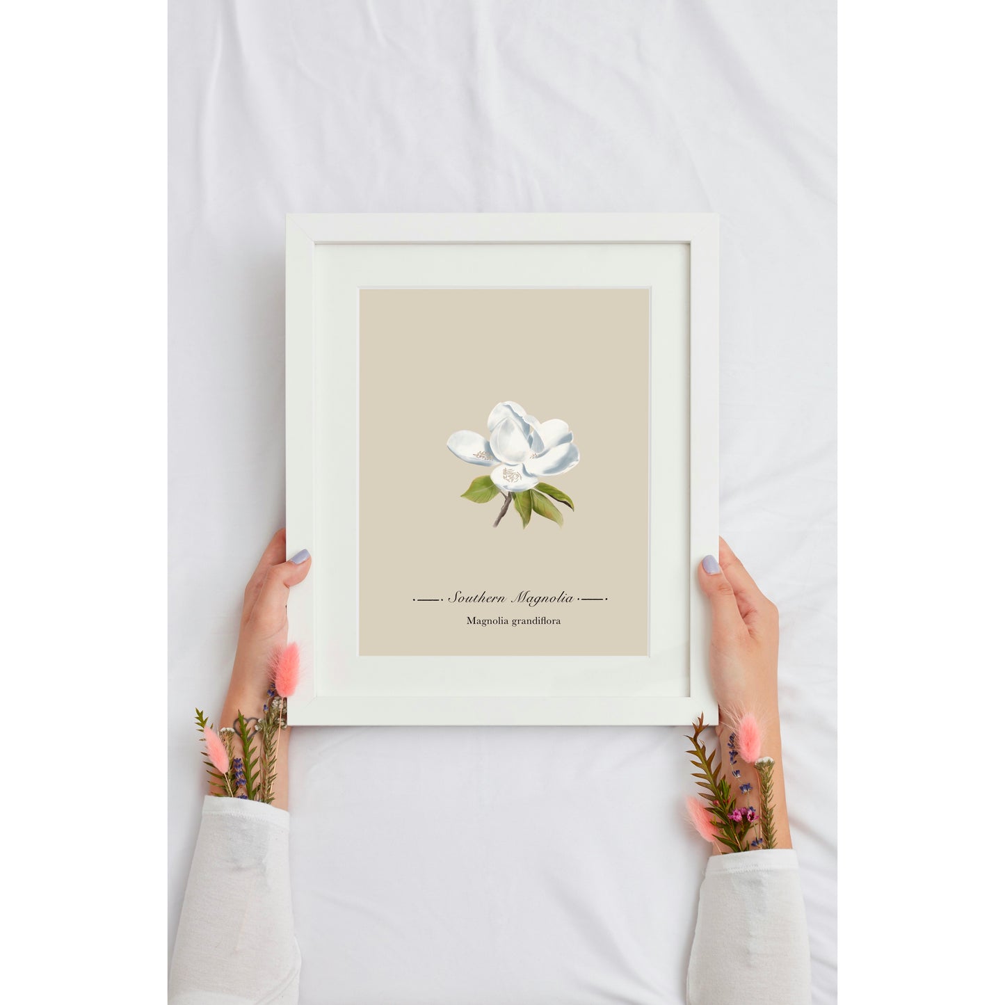 Magnolia Botanical Illustration