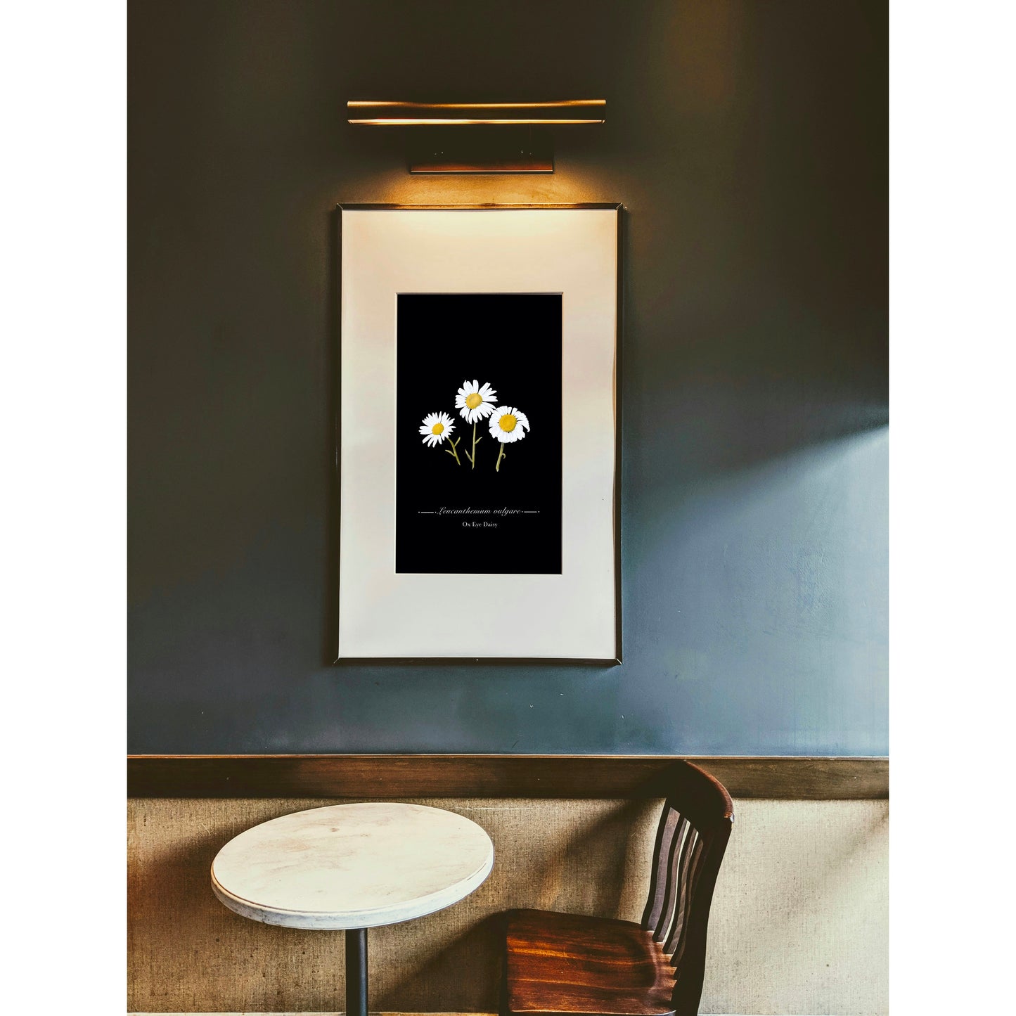 Ox Eye Daisy Botanical Illustration