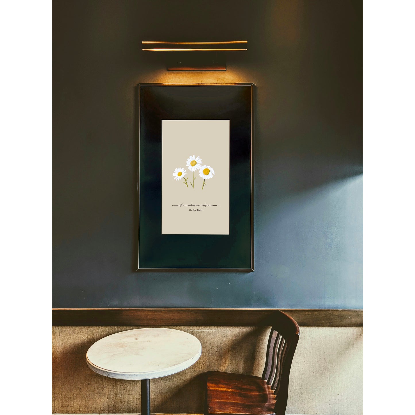 Ox Eye Daisy Botanical Illustration